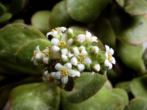 多肉植物に花