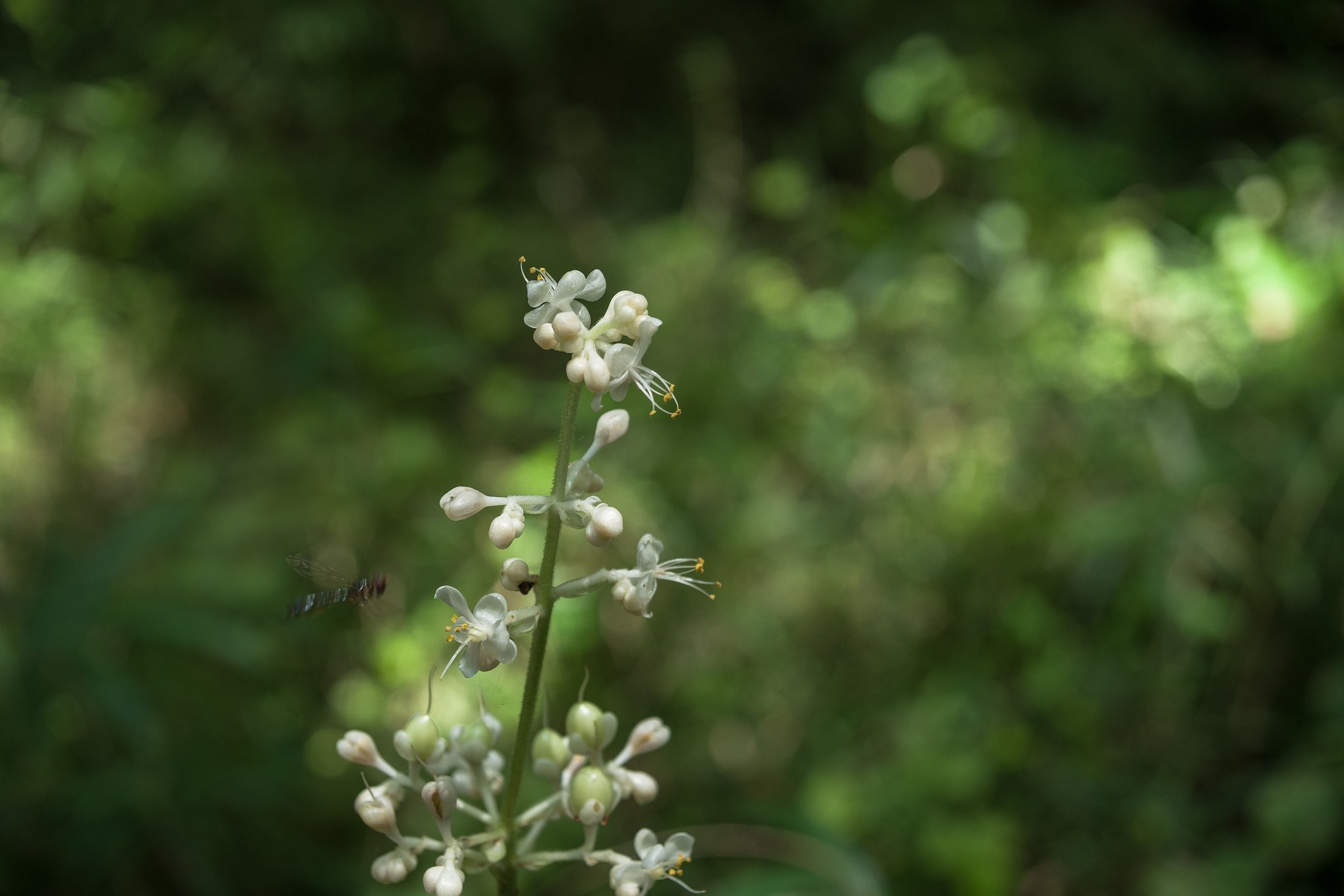 ヤブミョウガの咲く森～数秒前