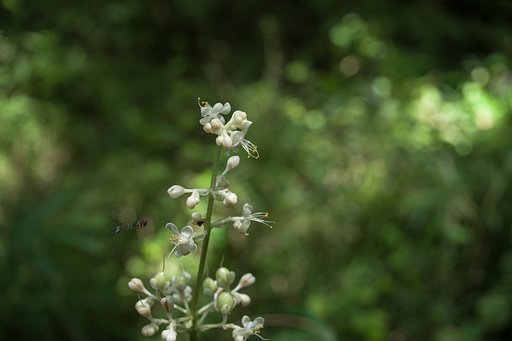 ヤブミョウガの咲く森～数秒前