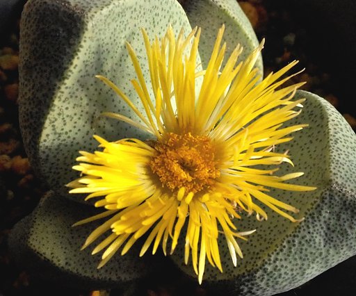 メセンの花