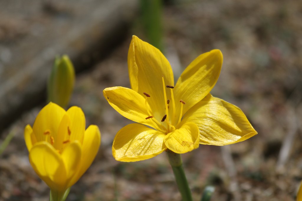 畑の花