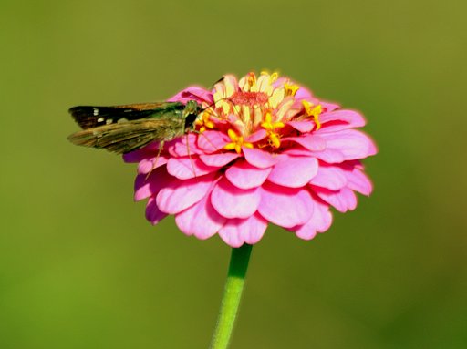 百日草とセセリチョウ