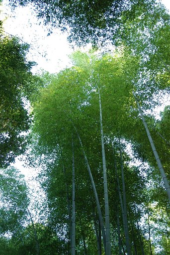 竹林