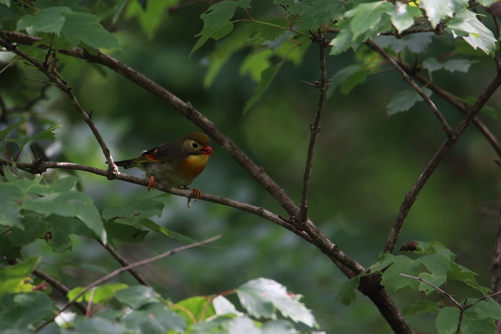 ソウシチョウ初見