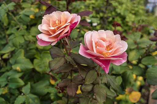 今年の秋薔薇は・・（正式版）