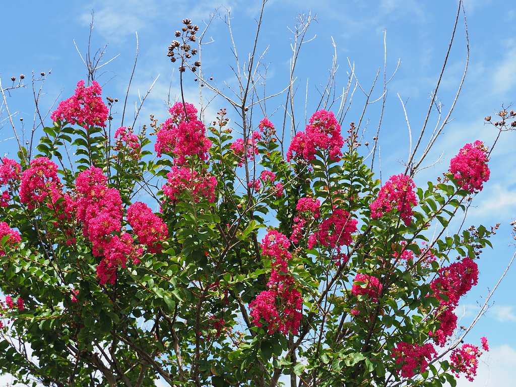 見上げる夏の花