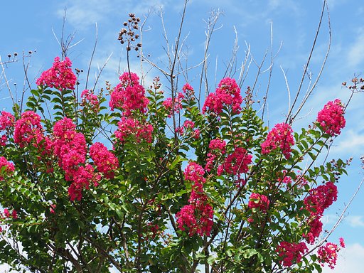 見上げる夏の花