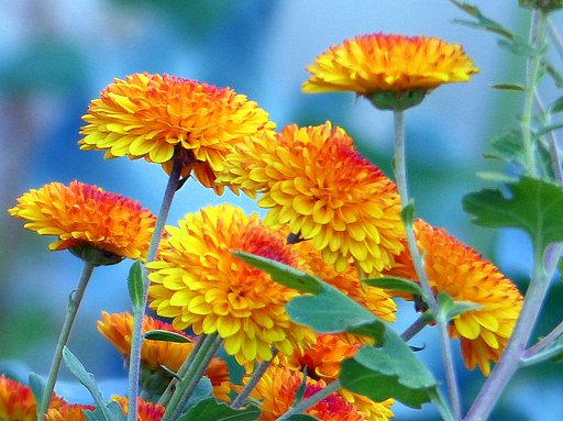 庭の菊