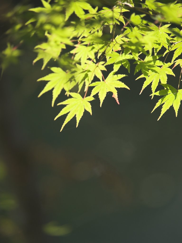 ミドリの紅葉（もみじ）