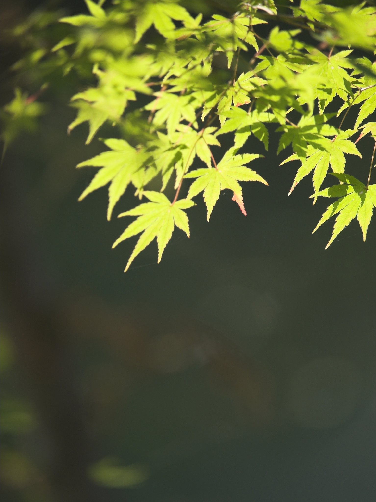 ミドリの紅葉（もみじ）