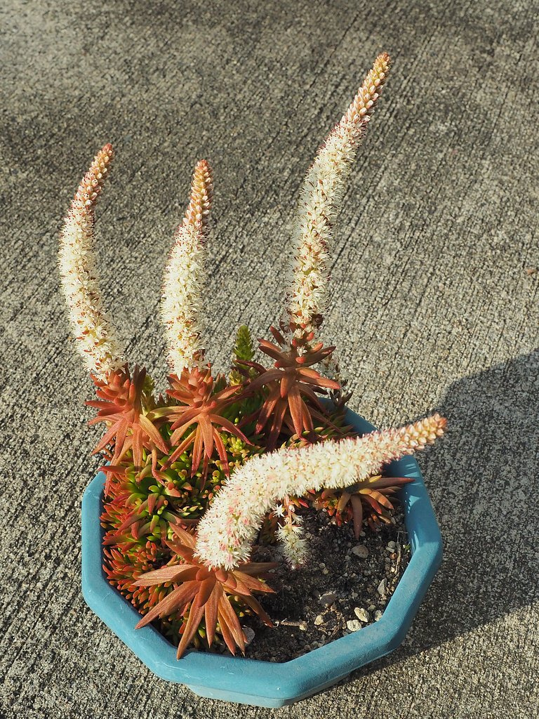 ツマレンゲ