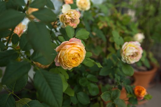 ベランダの薔薇