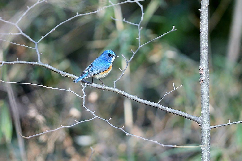 幸せの青い鳥