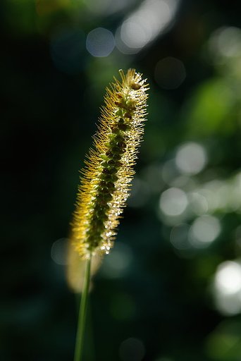 【小さな秋】金狗尾