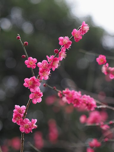 美の化身３