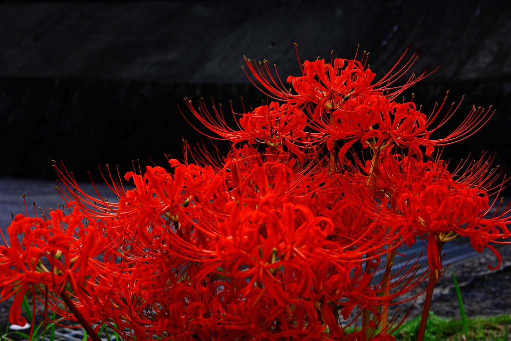 深紅