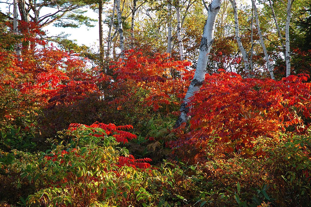 紅葉情報2