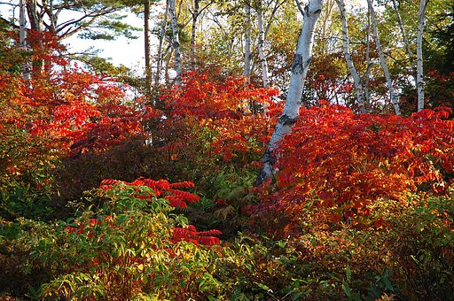 紅葉情報2