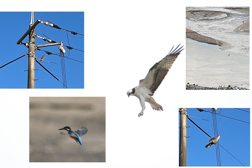 我が流法は風　～ウインド・ホバリングする鳥たち～