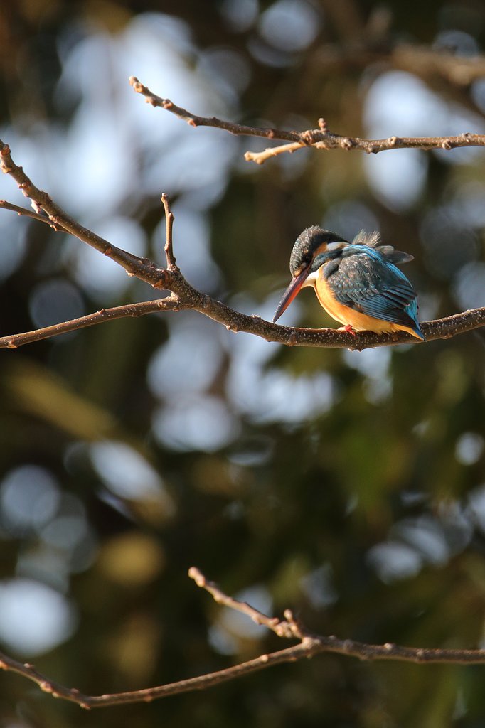 玉ボケで野鳥を撮る（その２）
