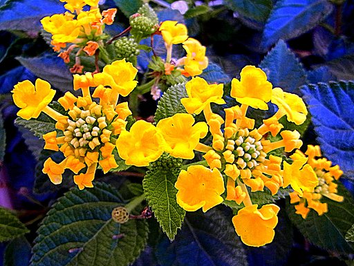 ランタナ　A