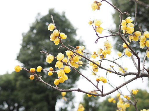 春も近づいて
