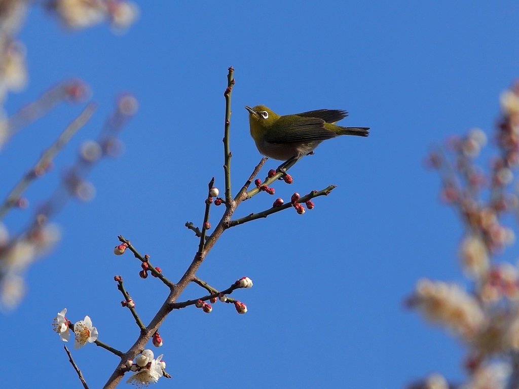 花が待ち遠しいな