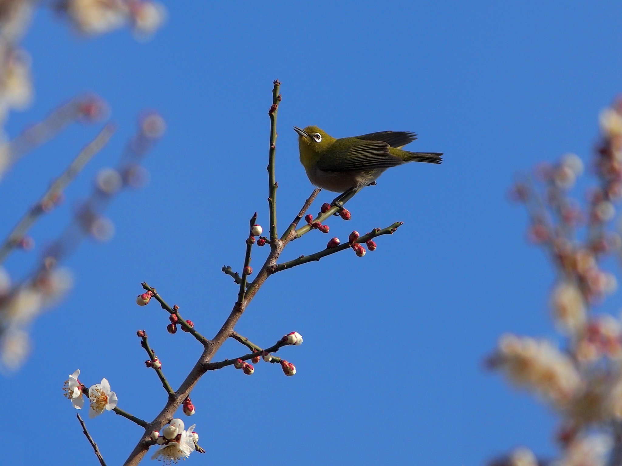 花が待ち遠しいな