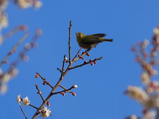 花が待ち遠しいな