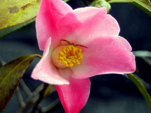 椿の花の中で