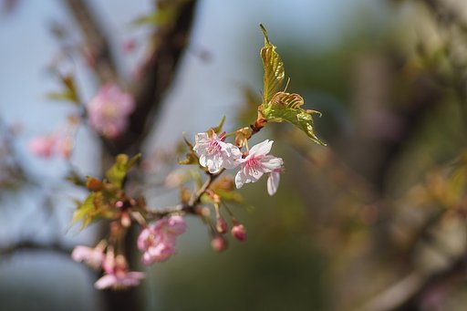 河津桜