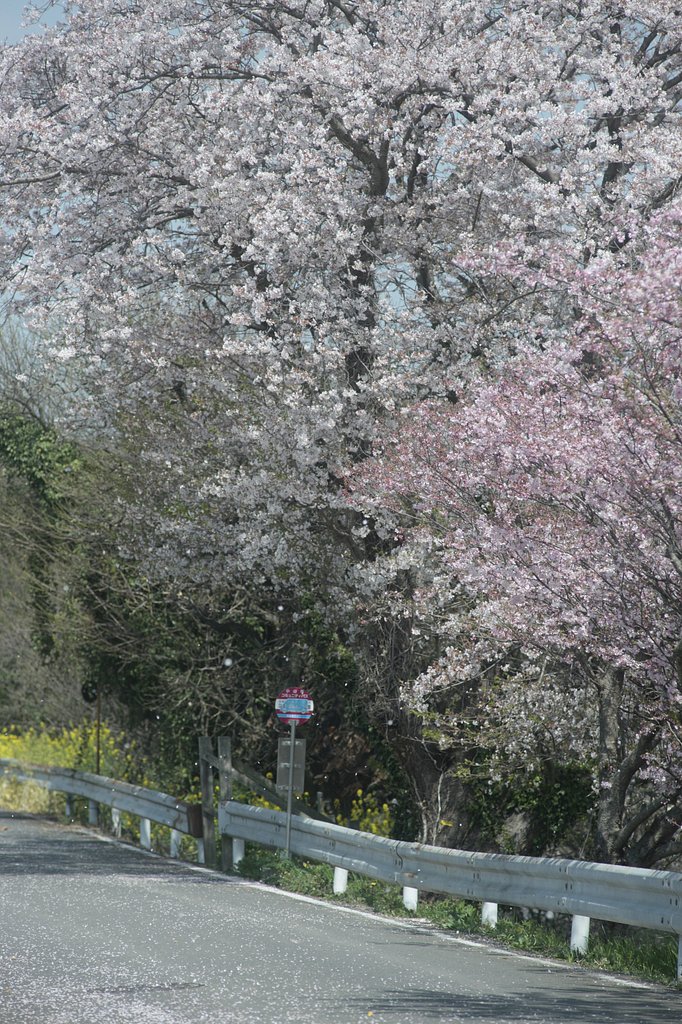 トトロの立つバス停