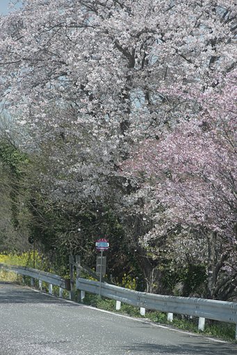 トトロの立つバス停