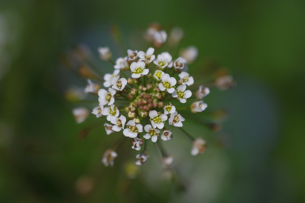 【春】ナズナ花火