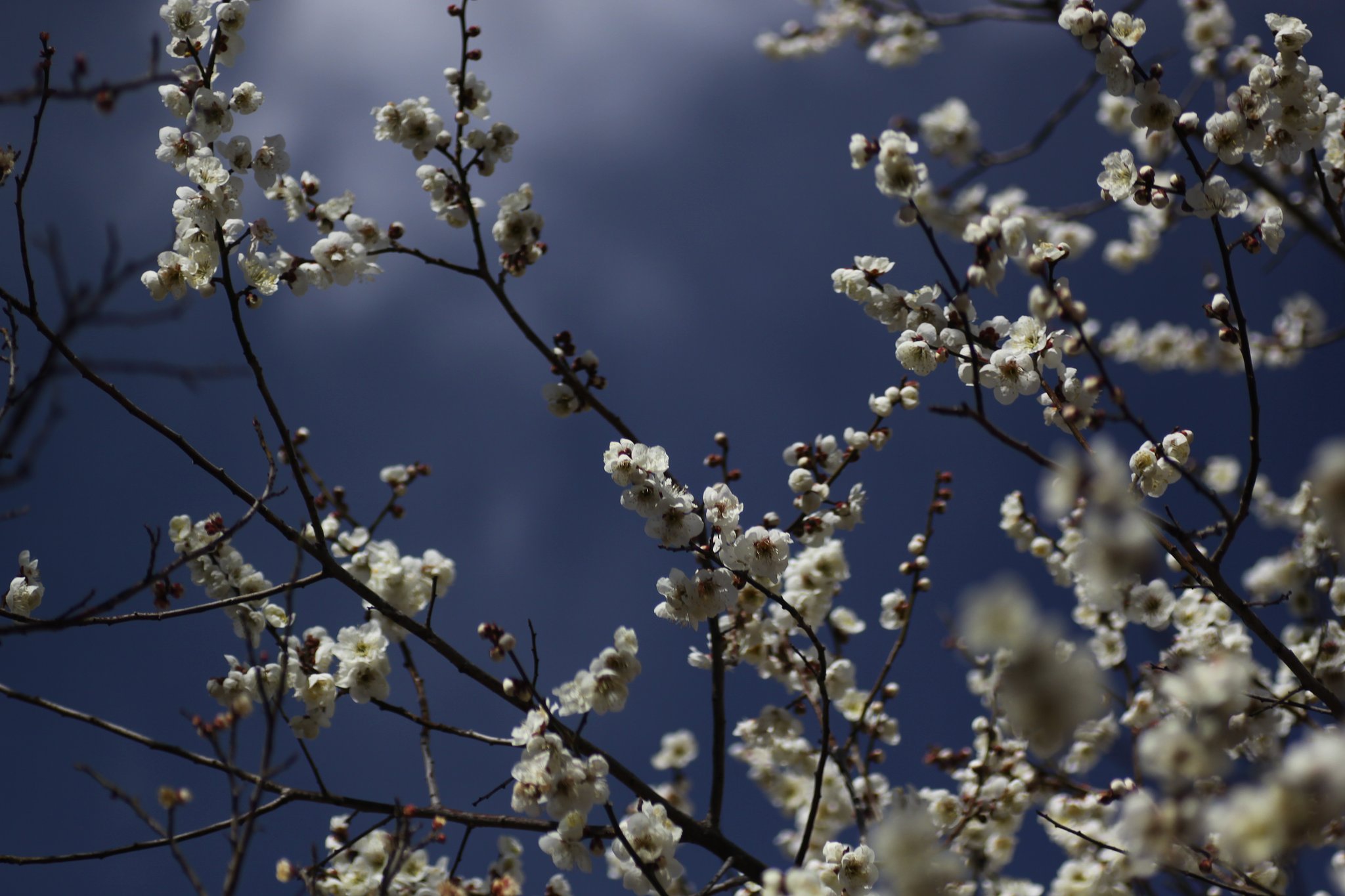 Tamron 90mm f2.8 macro 172E