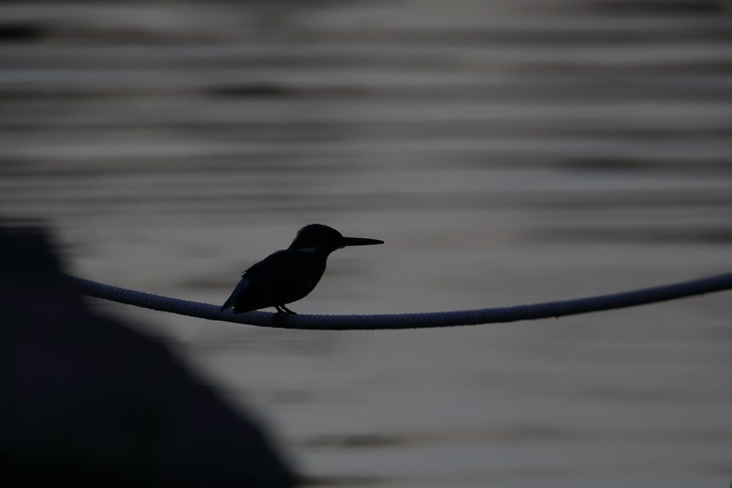 真・月下のカワセミ