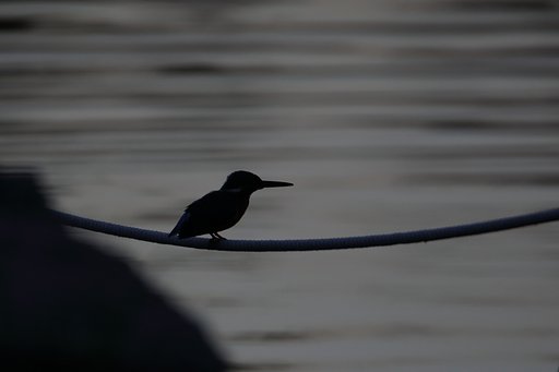 真・月下のカワセミ