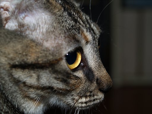 ねこ