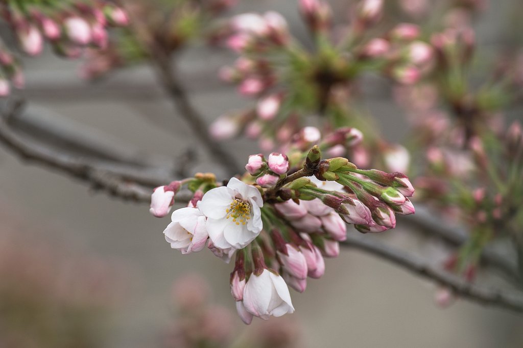 桜咲きました