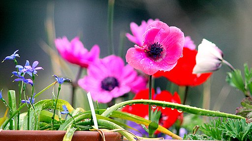 【春】の雨花濡らす・・