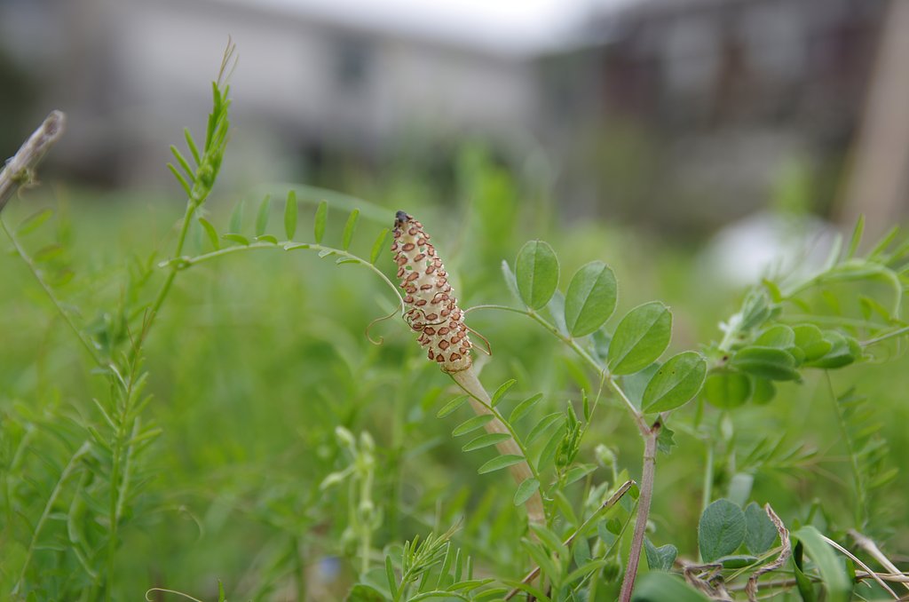 土筆