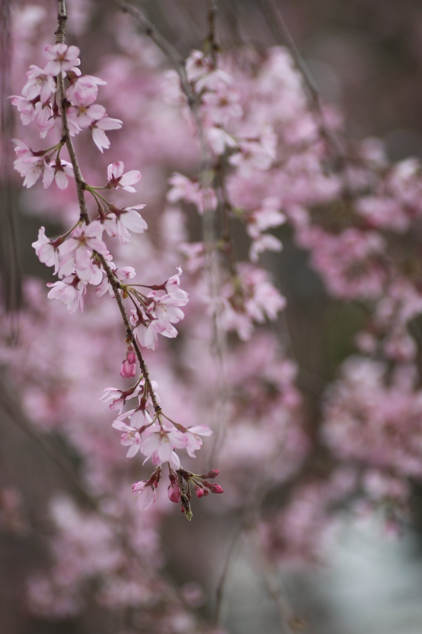 Tamron 90mm f2.8 macro 172E