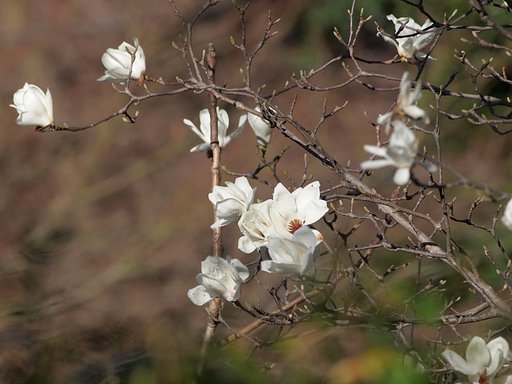 春、花咲く