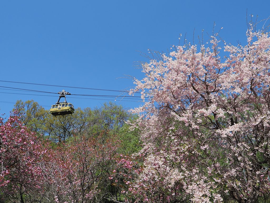 桜のしぶき