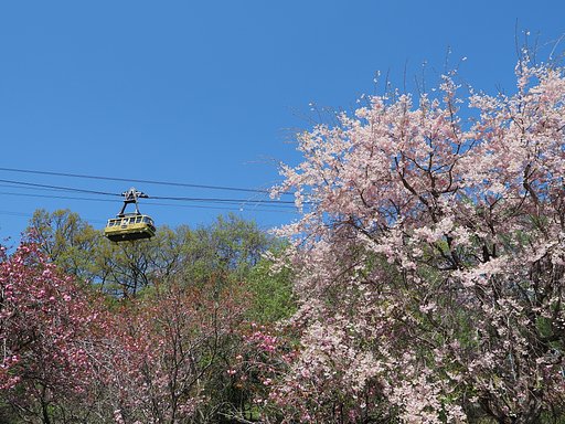 桜のしぶき