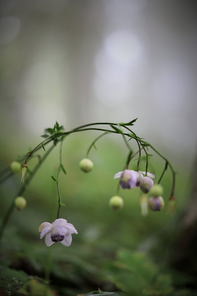 霧に煙る森