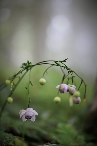 霧に煙る森