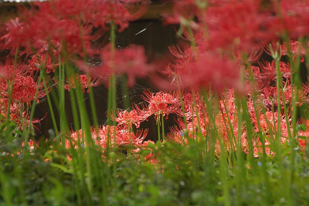 彼岸花１