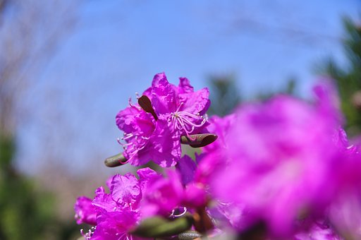 早春の花