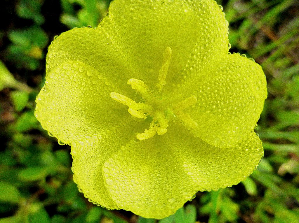 今朝の散歩で足下の花